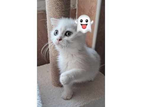 Yakışıklı kedicik