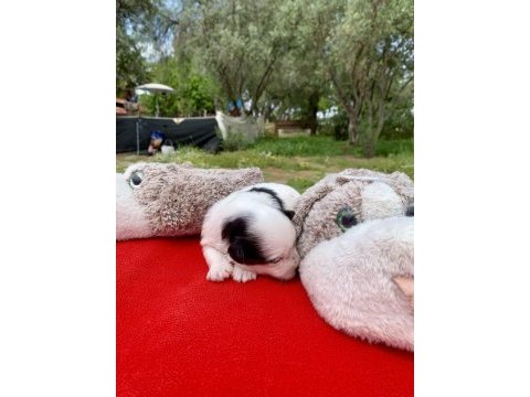 Morkie morki köpeğimiz