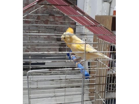 Erkek alman dişi tepesiz kanarya