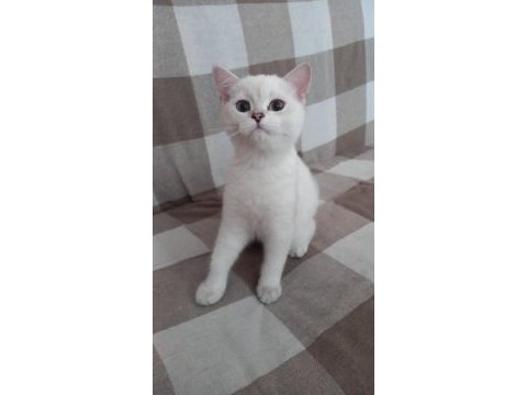 3,5 aylık dişi british shorthair
