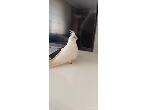 Bebek albino sultan papağanı pamuk evcil ev üretimi