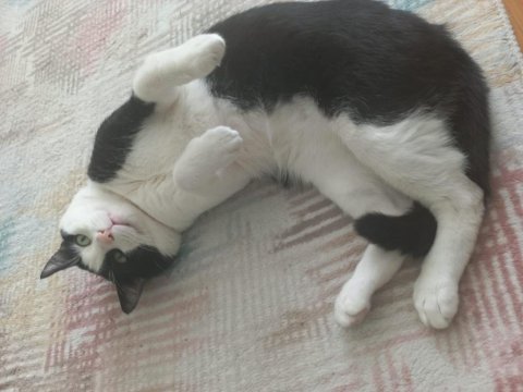 Siyah beyaz kısır erkek tekir kedim