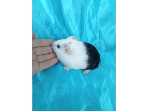 Amerikan erkek ve dişi ginepig yavru