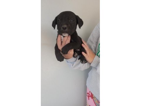 Dev cane corso yavruları