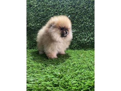 Pomeranıan boo yavrular [majyajsız fönsüz}