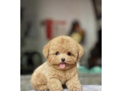 Mersinin gözde poodle yavruları