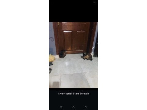 Acil 2 adet dişi erkek siyam kedisi