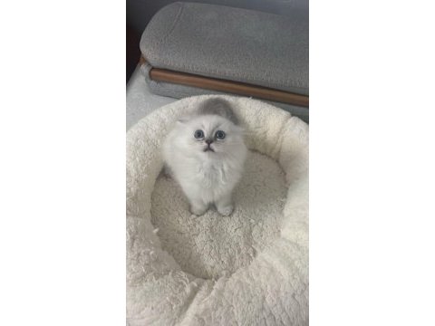 1,5 aylık oyuncu dişi british longhair silver point yavru