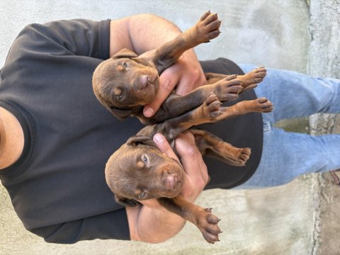 Asil ve güçlü doberman yavrular yeni yuvasını arıyor