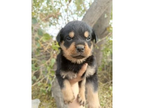 A kalite rottweiler yavrular