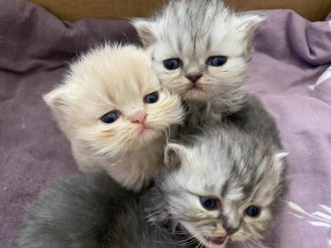 İran kedisi yavru bebeklerimize yuva arıyoruz