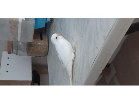 Yuvadan yeni yeme düşmüş jumbo kırması muhabbet kuşu