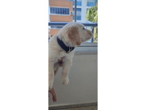 08/16 doğumlu orjinal golden retriever