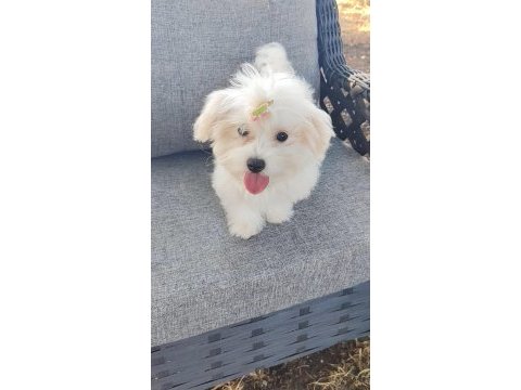 Orijinal maltese terrier