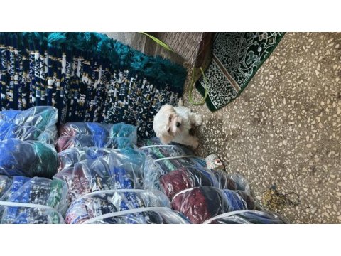 Uyguna sahiplendirme bakımlı tertemiz maltese
