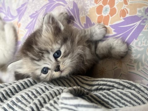 50 günlük safkan british longhair yavrumuz ilanda