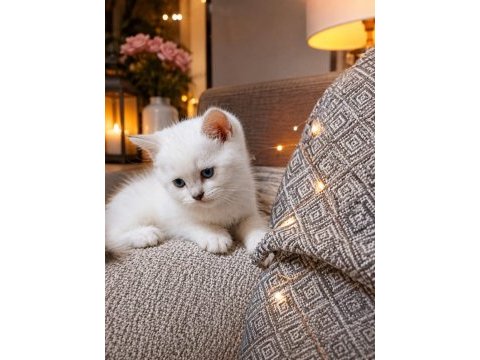 British shorthair silver