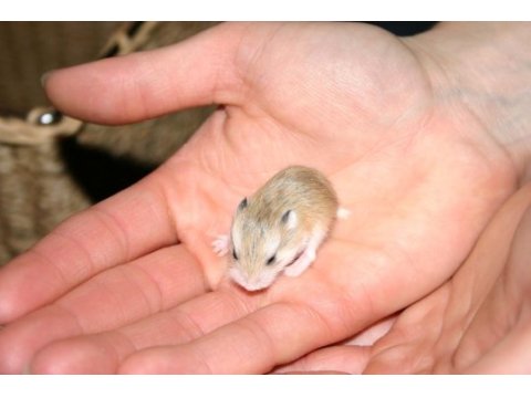 Campbells dwarf hamster mevcut