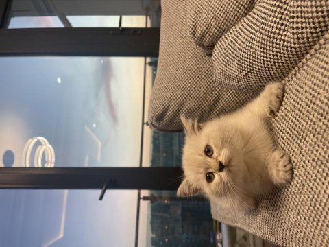 Orijinal british shorthair