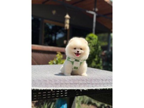 Kar beyaz renk pomeranian boo