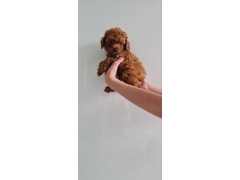 Toy poodle yavru köpekler