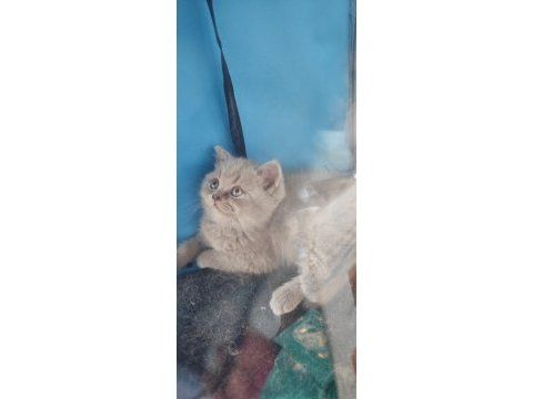 British shorthair 50 günlük