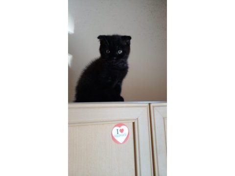 British shorthair bebekleri