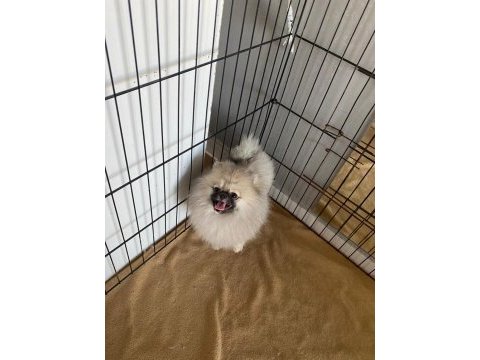 Pomeranian dişi bebekler