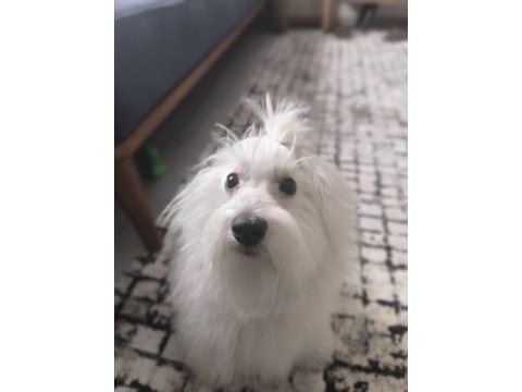 9 aylık erkek 0 numara terrier maltese