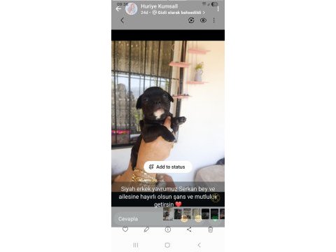 Siyah erkek french bulldog yavrumuz sahibini arıyor