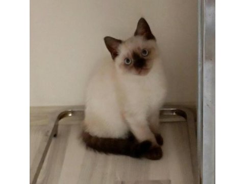 British shorthair bluepoint 3 aylık yavrular