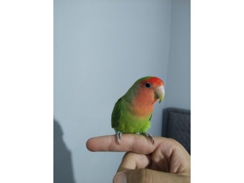 1 yaşında erkek sevda papağanı