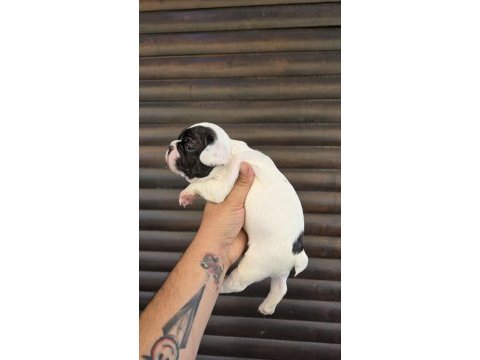 Bir birinden güzel 4 french bulldog yavrumuz