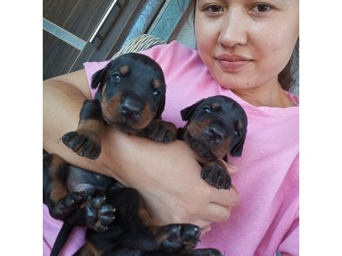 Şecerli doberman yavrularımız