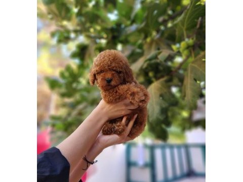 Oyuncak kaniş yavrularımız