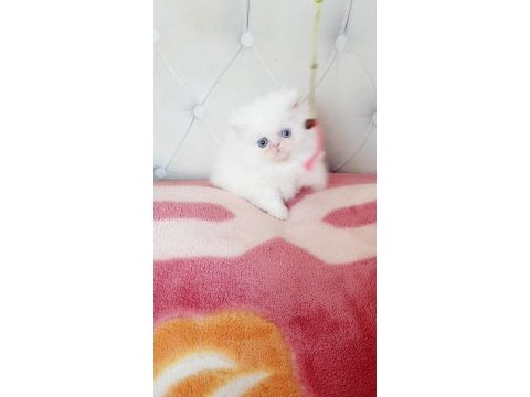 Persian bebişler