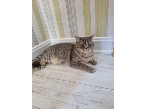 Güzeller güzeli british shorthair mia
