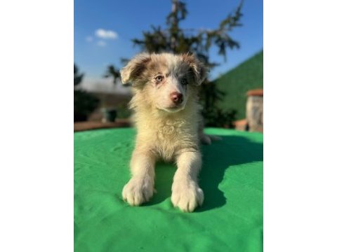A kalite saf kan border collie yavrular
