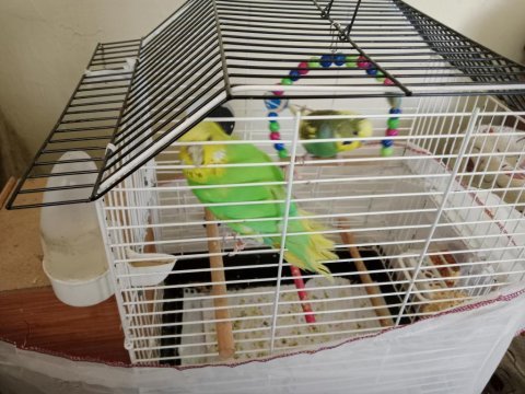 2 muhabbet kuşu