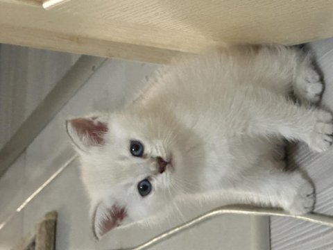İzmir scottish fold british shorthair hemen teslim