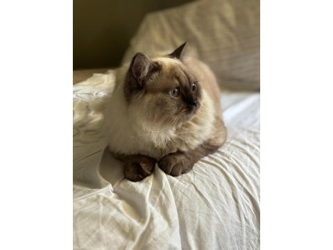 British longhair oğlumuza yeni yuva arıyoruz