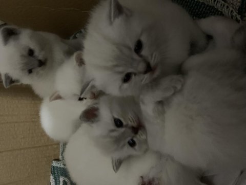 2 aylık blue point kedimiz