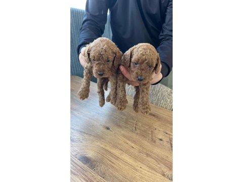 Garantili toy poodle yavrular