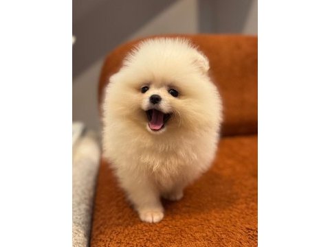 Pomeranian bebekler