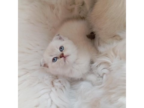 Scottish fold silver