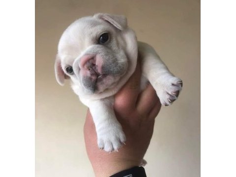 Exotic french bulldog