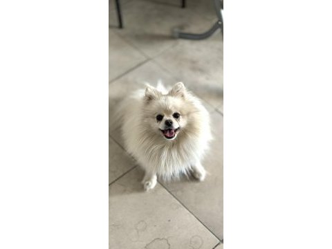 En uygun aşılı pomeranian