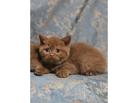 Safkan kahve cinnamon brıtısh yavrular dişi