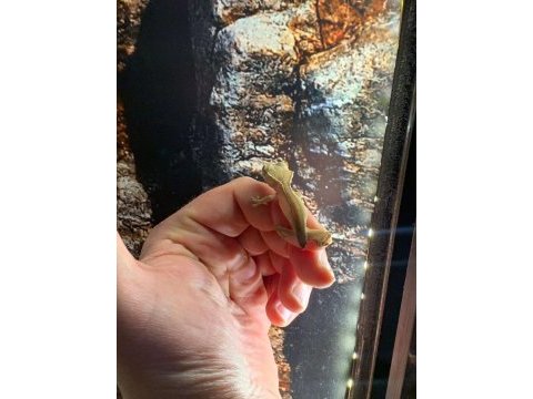 Yavru crested gecko