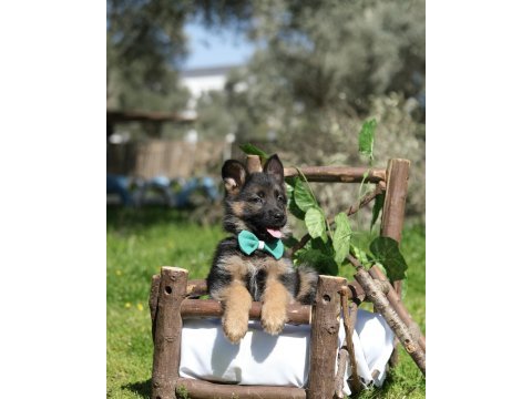 Muhteşem alman kurdu yavrularımız